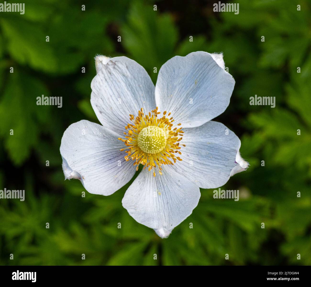 Snowdrop Windflower Anemone sylvestris close up of flowers. Baden Baden, Baden Wuerttemberg, Germany Stock Photo