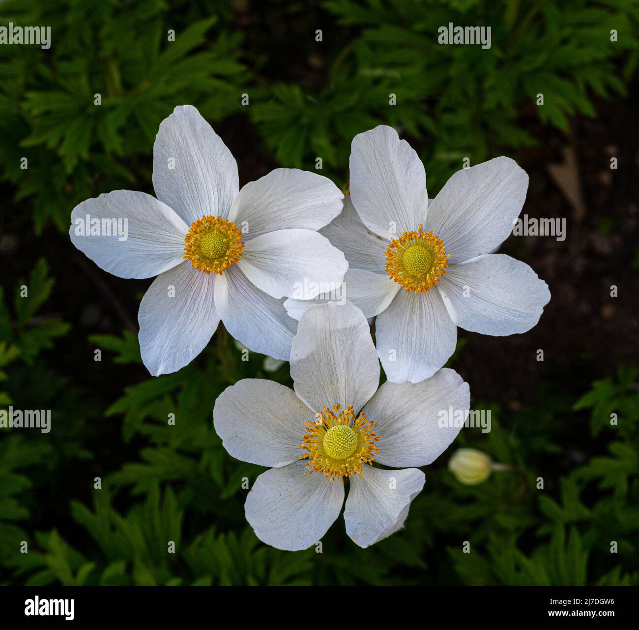 Snowdrop Windflower Anemone sylvestris close up of flowers. Baden Baden, Baden Wuerttemberg, Germany Stock Photo