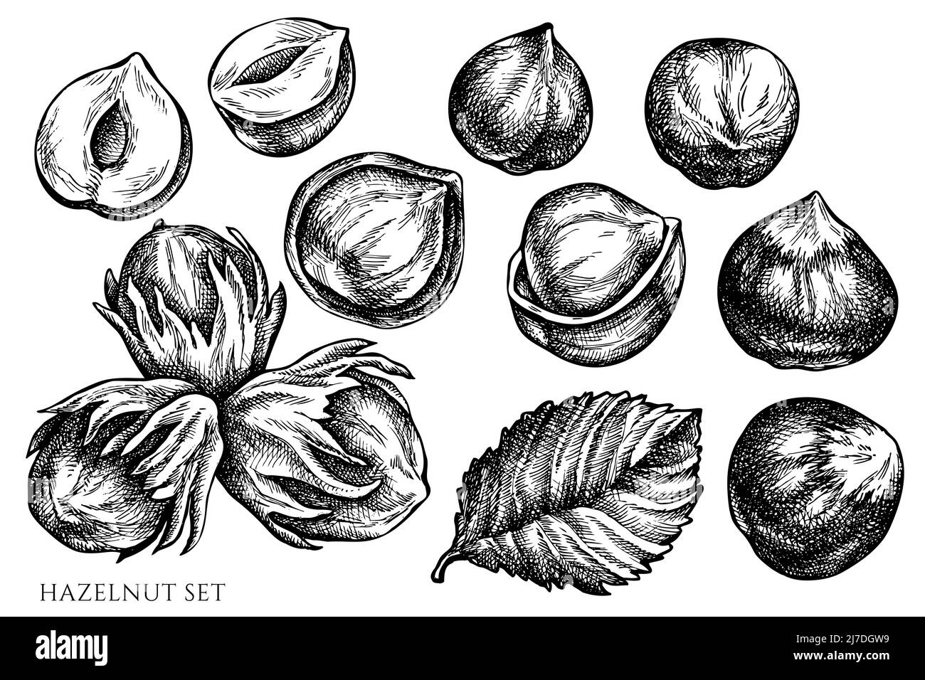 Vector set of hand drawn black and white hazelnut Stock Vector