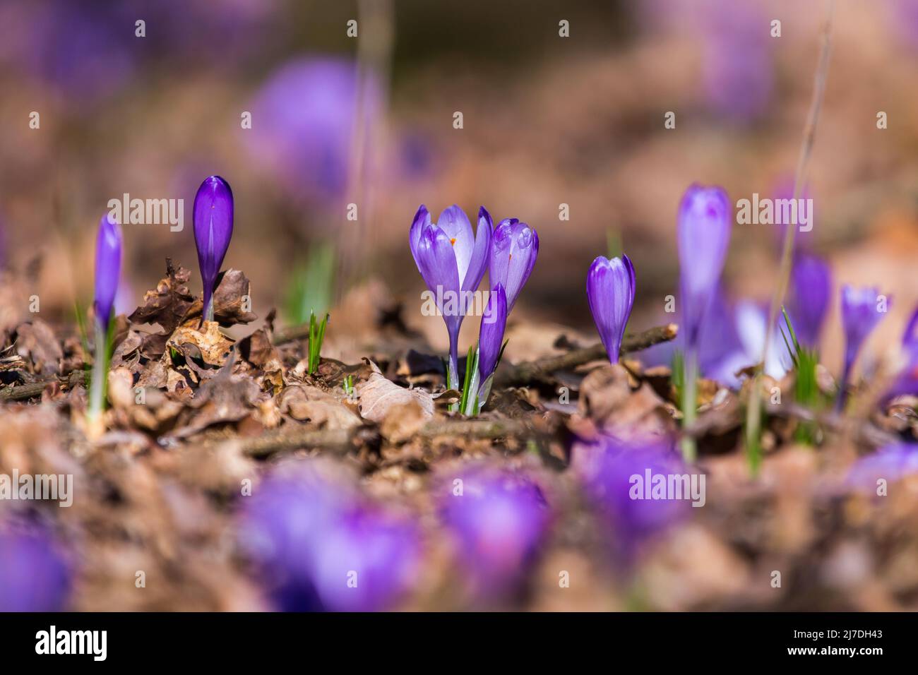 Closeup of blooming purple crocus flowers on a forest floor, nature is awakening after winter Stock Photo