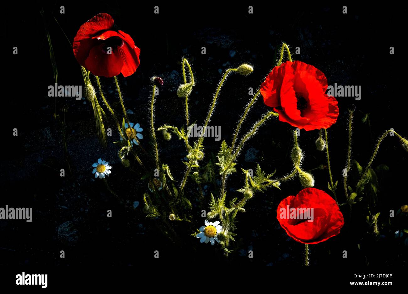 Vector poppies hi-res stock photography and images - Alamy