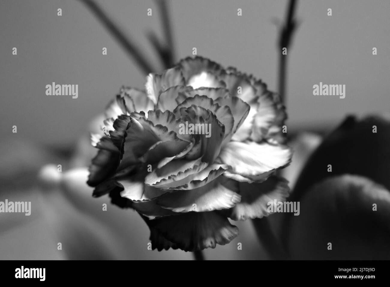 Carnation plants hi-res stock photography and images - Alamy