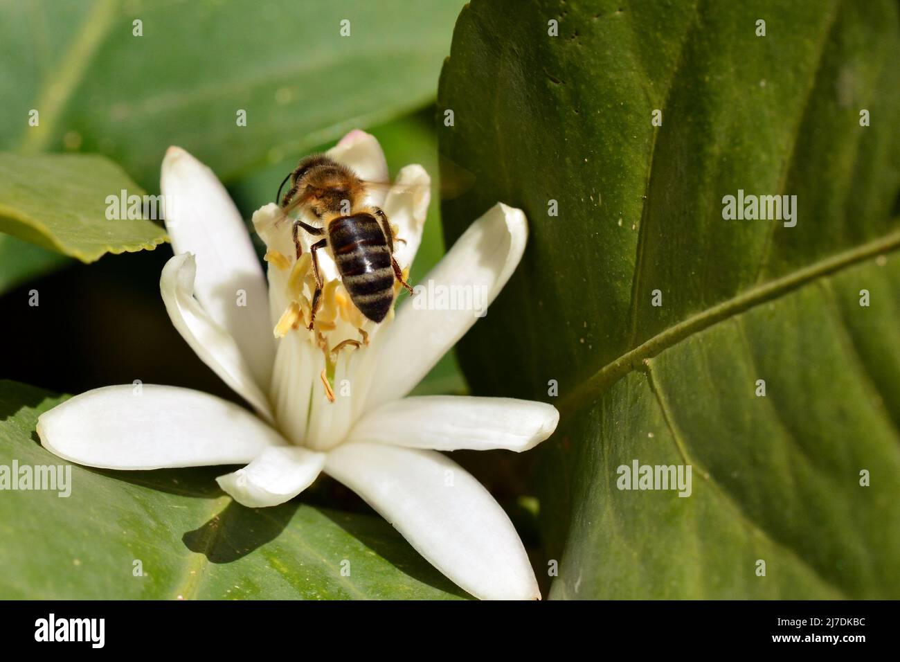 Detalle de una abeja en una flor de azahar en primavera Stock Photo