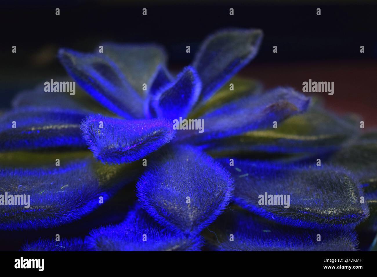 Uv lights plants hires stock photography and images Alamy