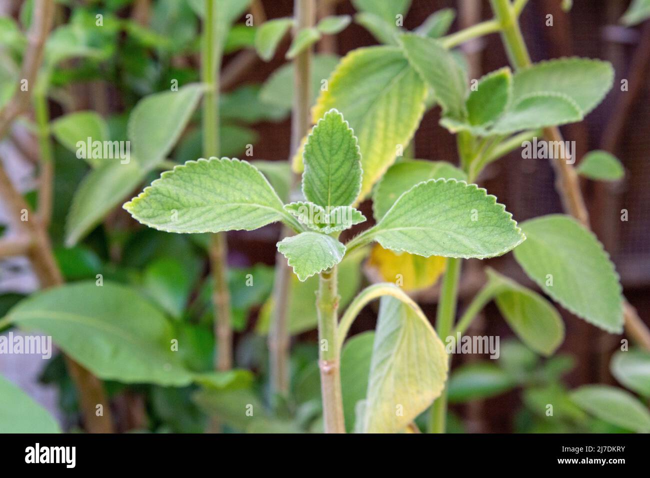 habanero pepper plant height Habanero Pepper Seeds