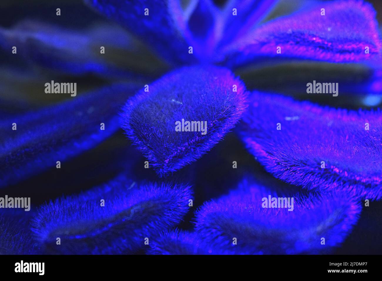Ultraviolet plant hires stock photography and images Alamy
