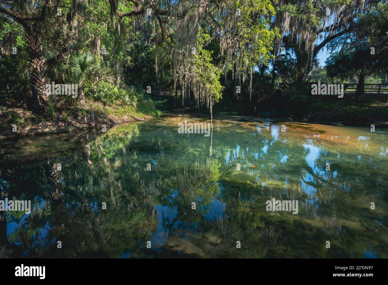 Clear blue waters of gemini springs in DeBary, Florida Stock Photo Alamy