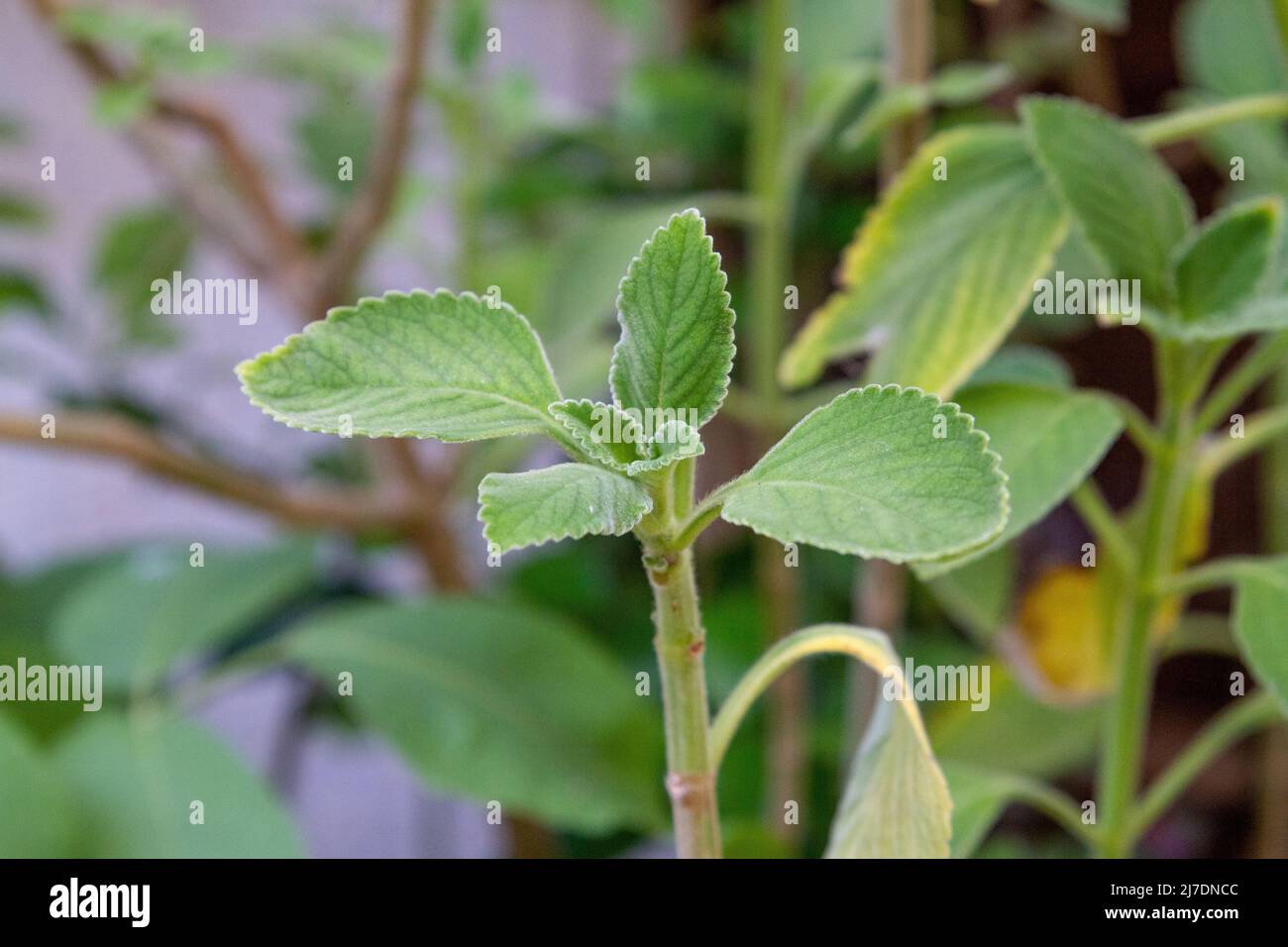 boldo leaf in a garden in Rio de Janeiro, Brazil. Stock Photo