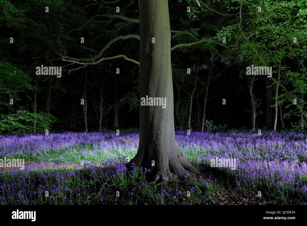 Bluebells illuminated by torchlight at Temple Newsam Estate in East Leeds,West Yorkshire,UK Stock Photo