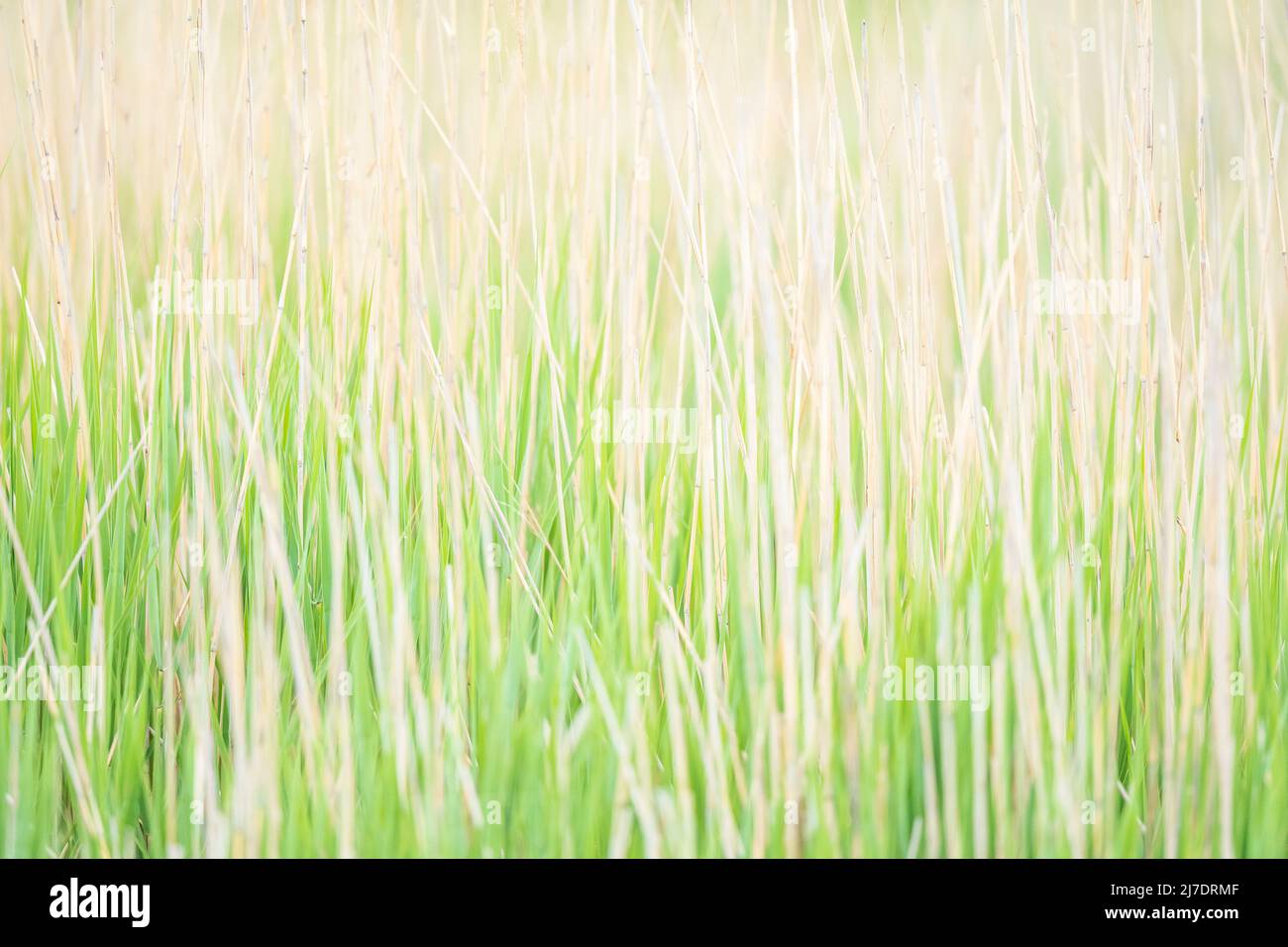 High key image of reed in the Camargue , France Stock Photo - Alamy