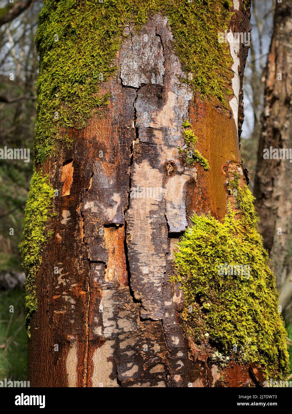 A section of the trunk of a tree, showing the back pattern, colours and textures after rain Stock Photo