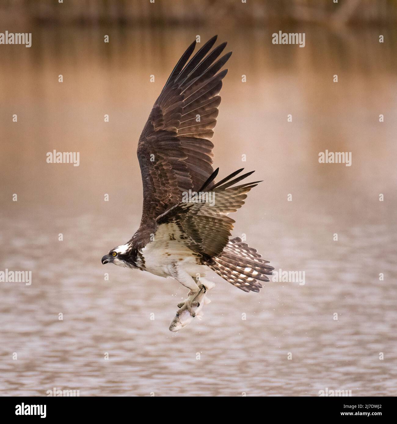 Osprey (Pandion haliaetus) in flight with fish catch Colorado, USA