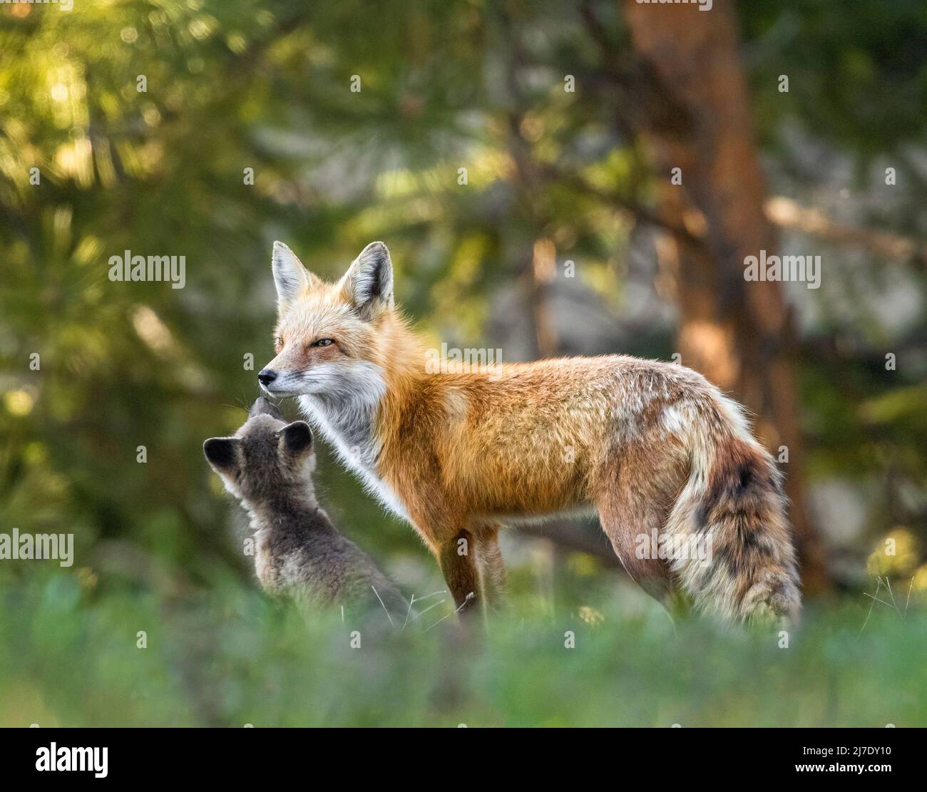 Adult Red fox (vulpes vulpes) with kits in forest Colorado, USA Stock
