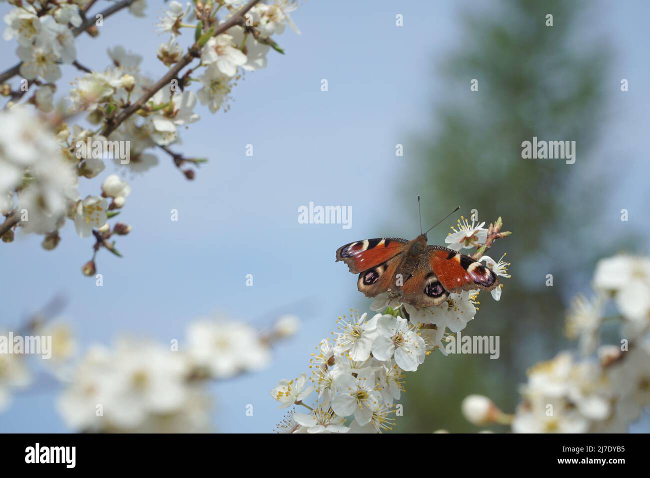 Butterfly European peacock (Aglais io), commonly known  as the peacock butterfly, a spring butterfly between the white flowers of a blooming pear tree. Stock Photo