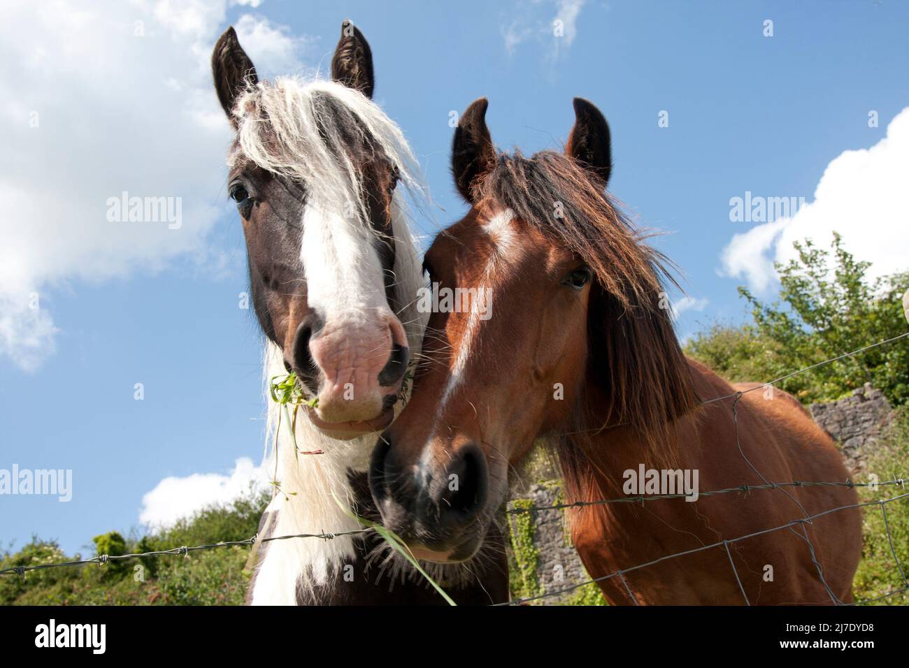 two horses looking over fence (Pembroke, Wales) Stock Photo