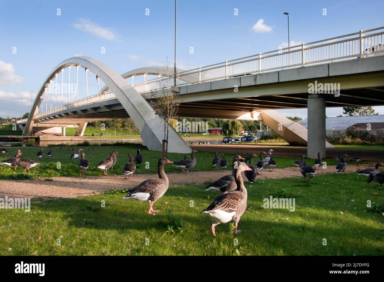 geese by bridge, Walton on Thames, Surrey, England Stock Photo
