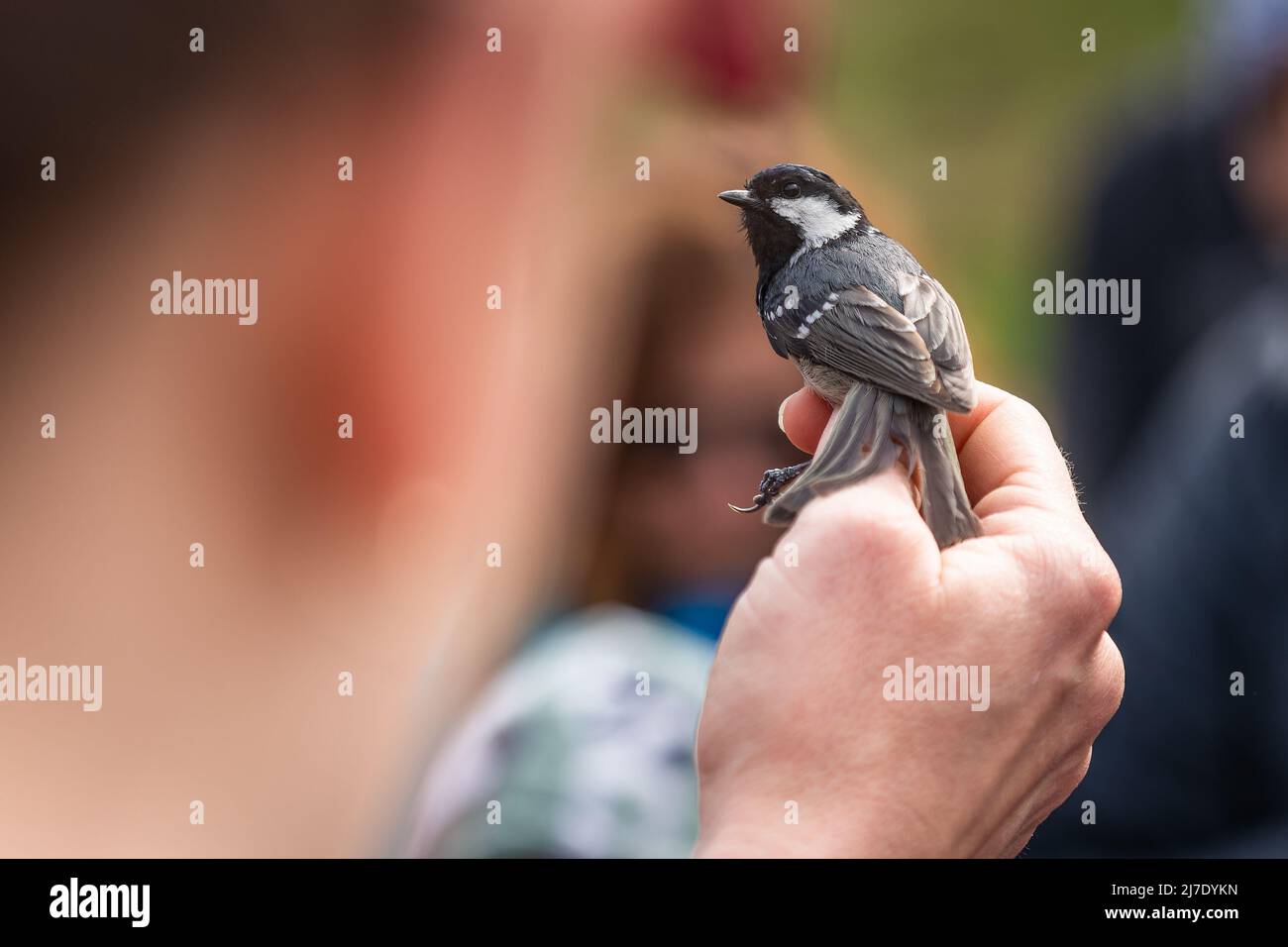 The coal tit, a small grey, black and white passerine bird being held in a hand. Blurry background and foreground. Stock Photo