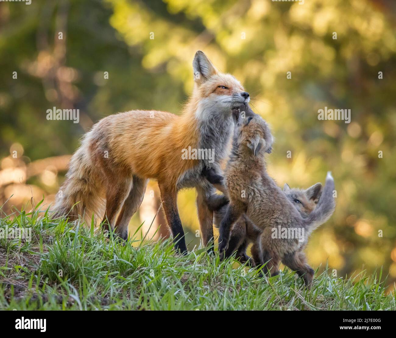 Adult Red fox (vulpes vulpes) with two kits in forest Colorado, USA
