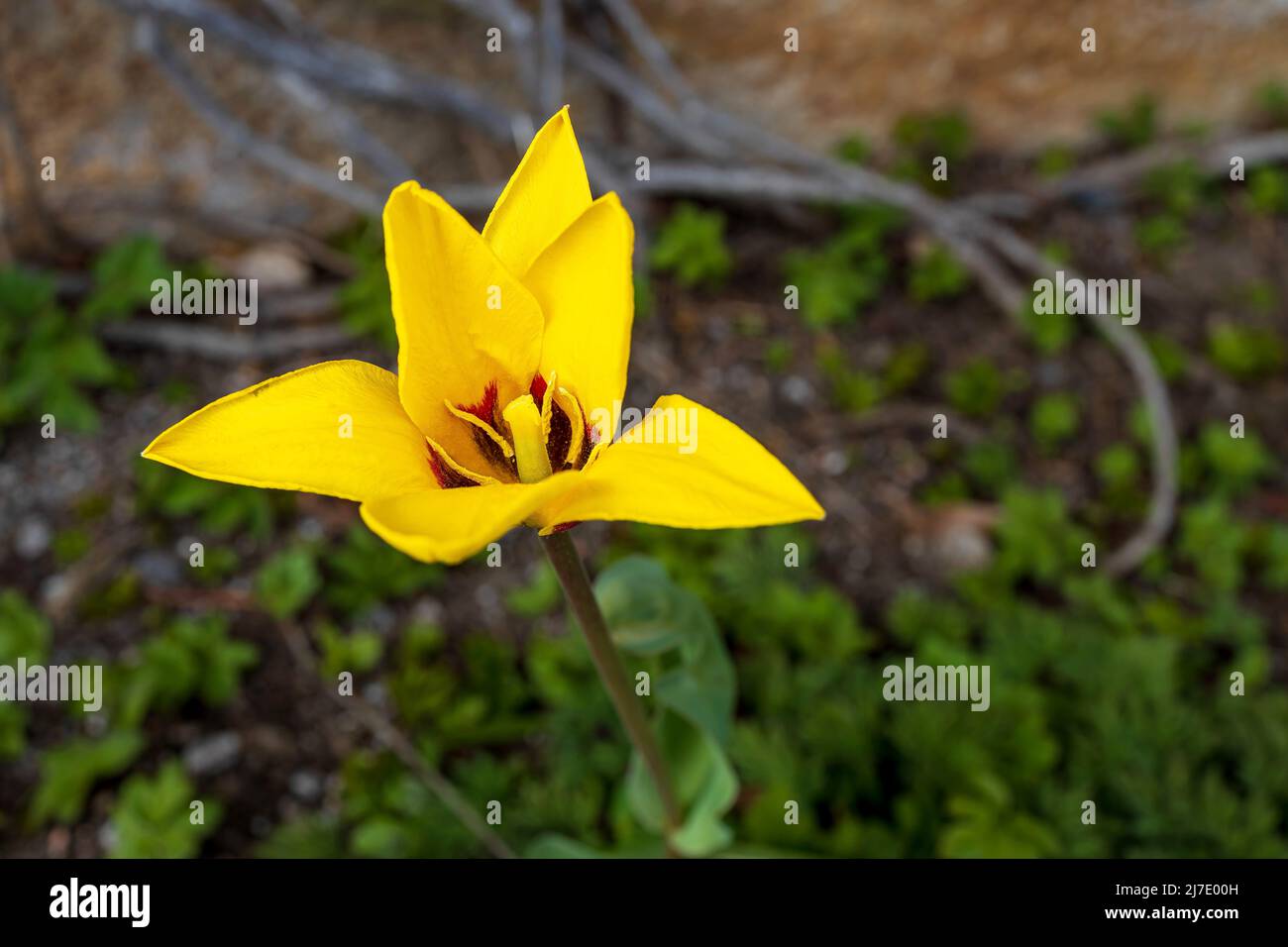 Yellow tulip buds in a flower bed Stock Photo - Alamy
