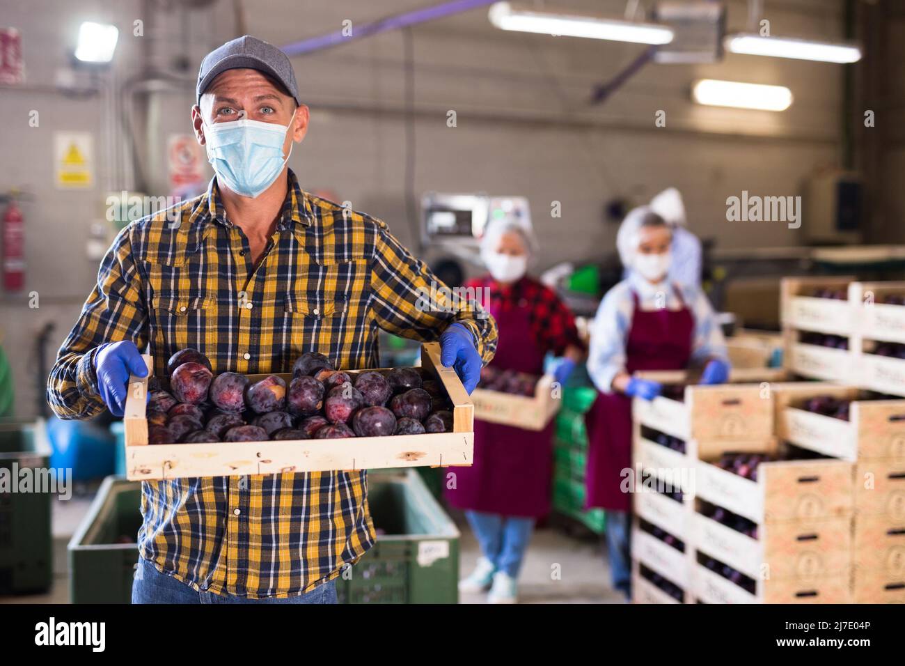 Man in mask standing in sorting room with wooden box full of plums ...