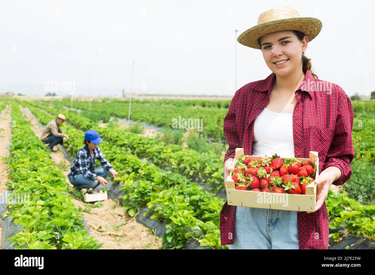 Positive woman picking strawberries on field Stock Photo - Alamy