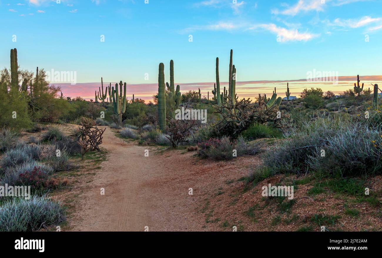 A Desert Hiking Trail With Cactus At Sunset Time Stock Photo