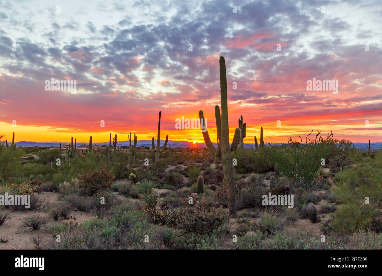 Vibrant Sunset Skies With Cactus In Scottsdale AZ Stock Photo