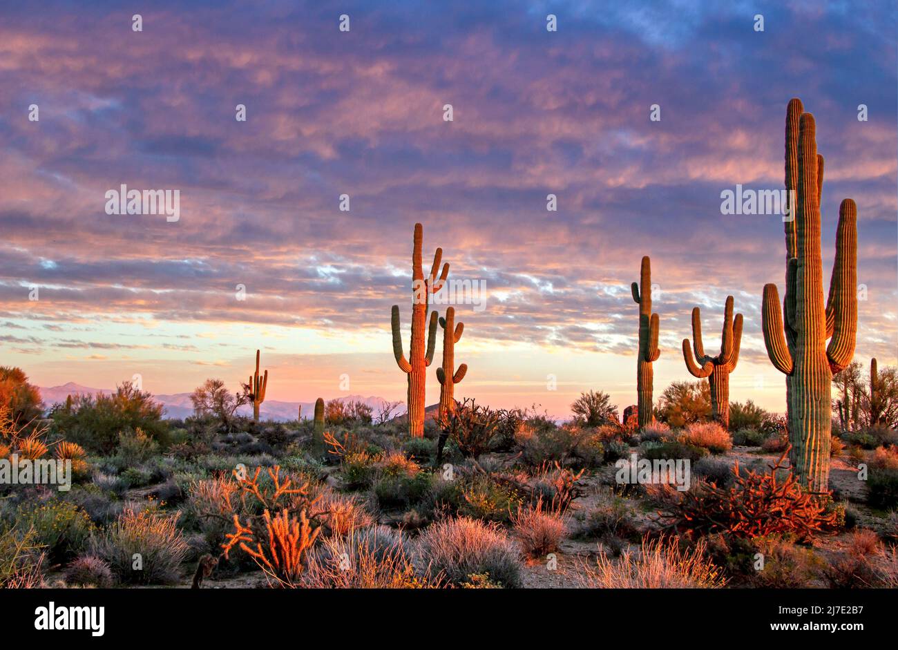 Sonoran Desert Landscape In AZ At Dusk Time Stock Photo