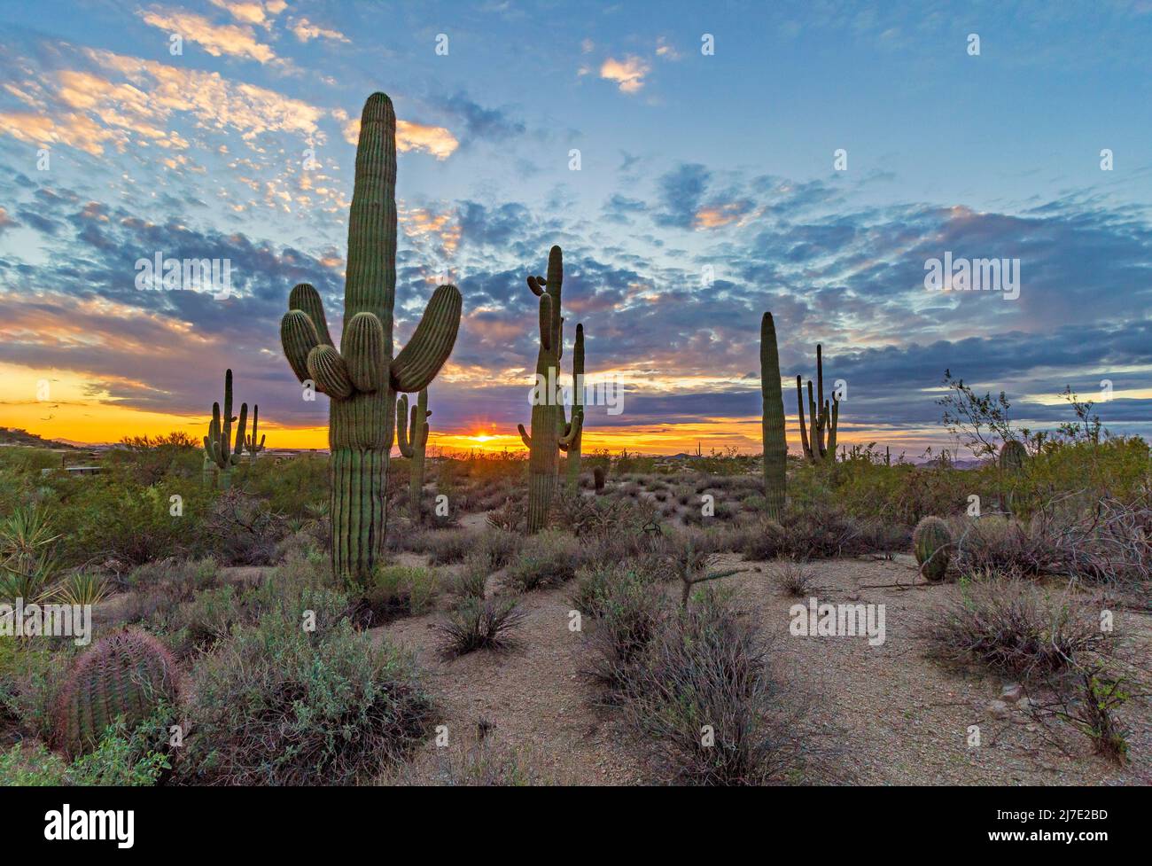 Sunset Skies With Saguaro Cactus In Arizona Stock Photo - Alamy