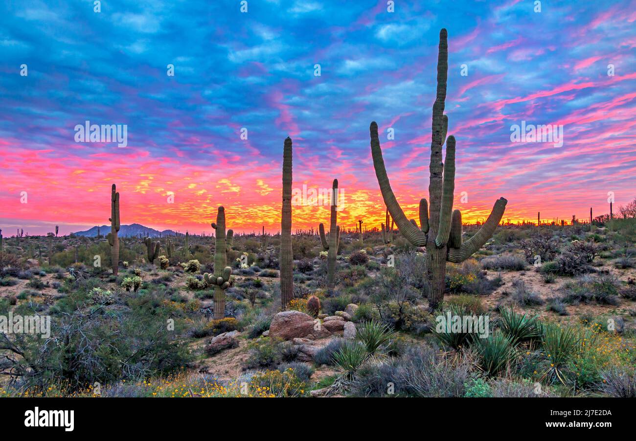 Sunrise Skies With Saguaro Cactus In Arizona Stock Photo