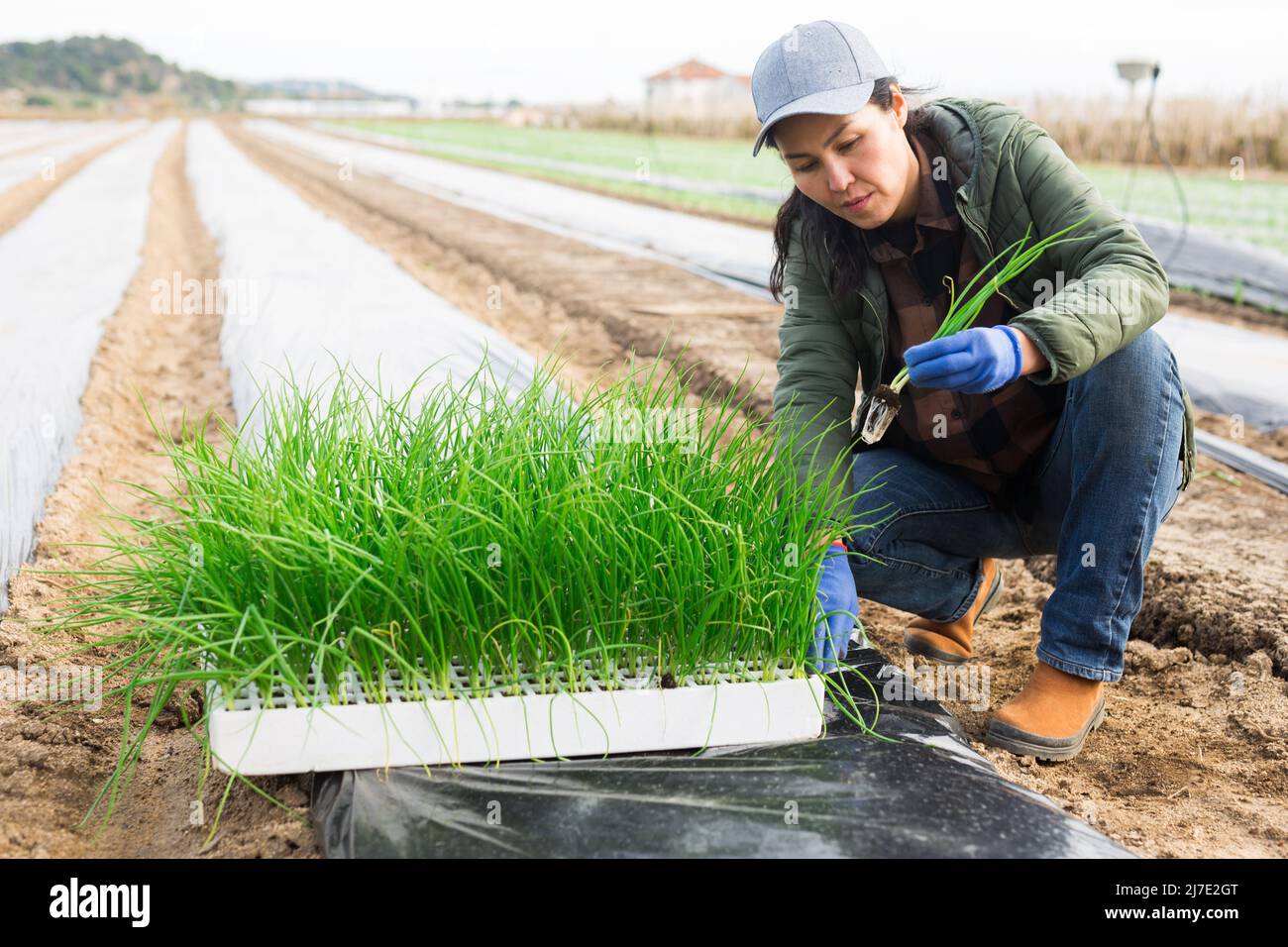 Asian woman planting onion seedlings into cover film holes in farm