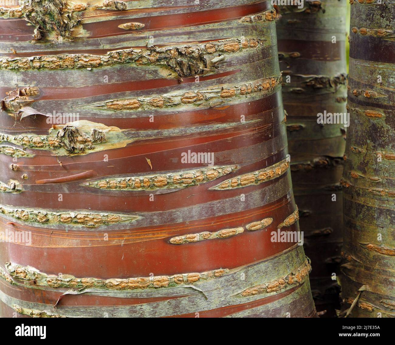 Trunk of a mature Prunus Serrula tree (Japanese or Tibetan cherry) showing its peeling bark and how the newly exposed red bark fades making stripes. Stock Photo