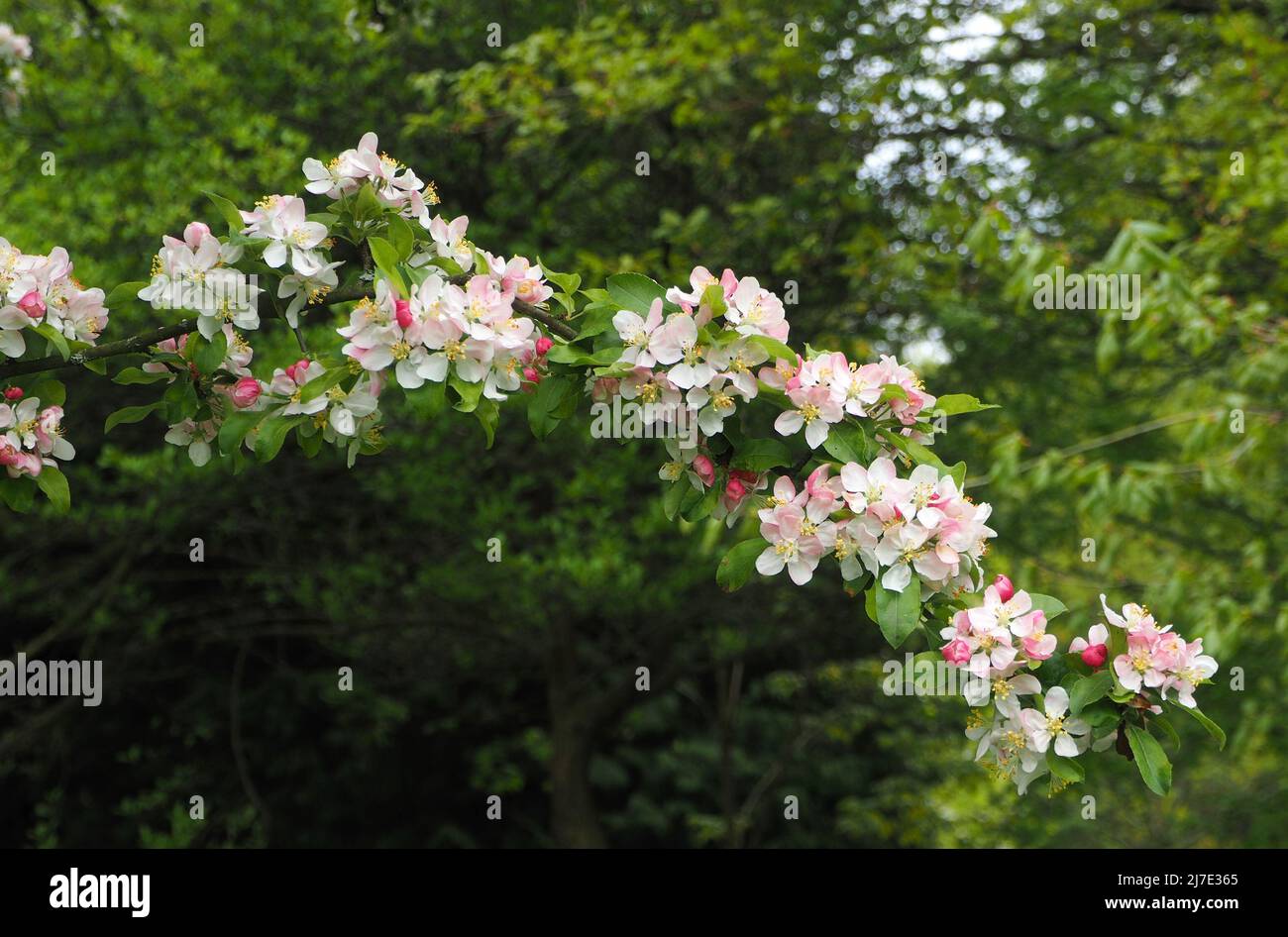 The beautiful flowers of crab apple blossom at the beginning of May.  The buds start off a deep pink and fade to white as the flower opens. Stock Photo