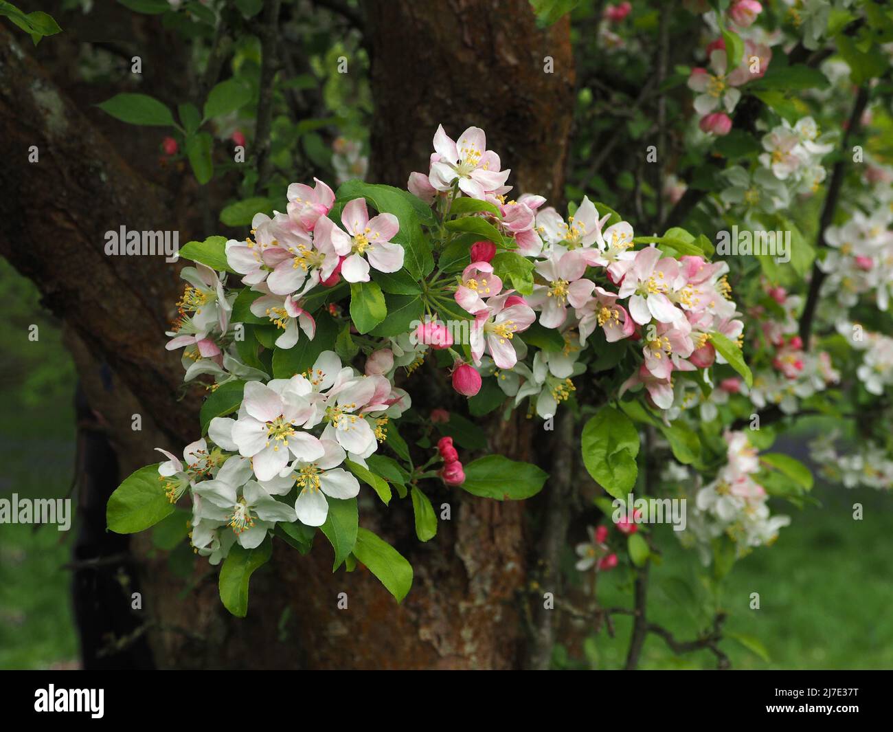 The beautiful flowers of crab apple blossom at the beginning of May.  The buds start off a deep pink and fade to white as the flower opens. Stock Photo