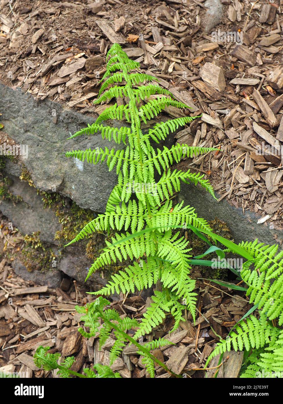 Fronds of young bracken growing in a forest at Rivington in Lancashire, in May. Stock Photo