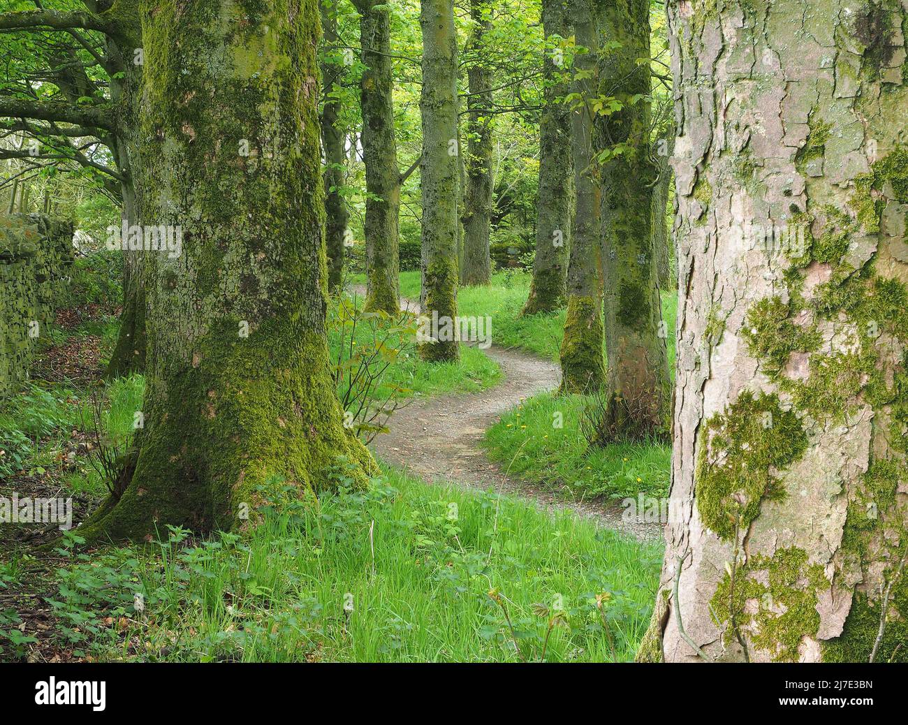 Winding path through woodland in May at Rivington in Lancashire, England. Stock Photo