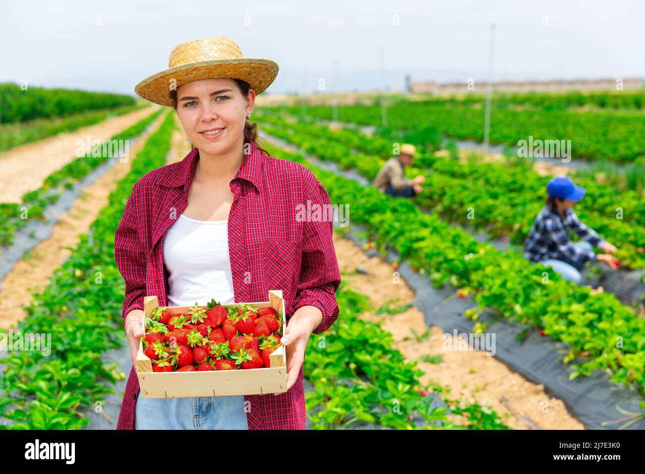 Confident young girl stands with a crate of ripe strawberries Stock ...