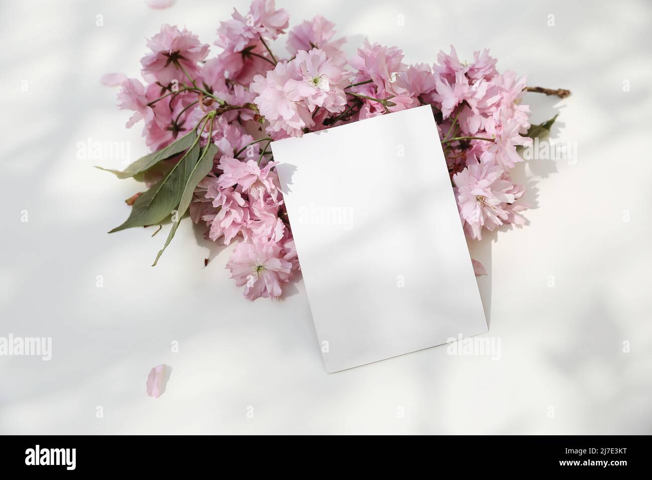 Wedding spring styled stock photo. Feminine desktop. Blossoming pink Japanese cherry tree, sakura branch. Blank greeting card, invitation mockup in Stock Photo