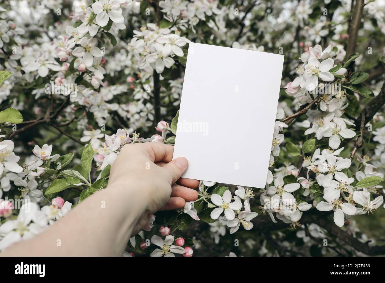 Woman's hand holding blank greeting, business card. White blooming apple trees in the garden, orchard. Spring wedding stationery mockup. Birthday Stock Photo