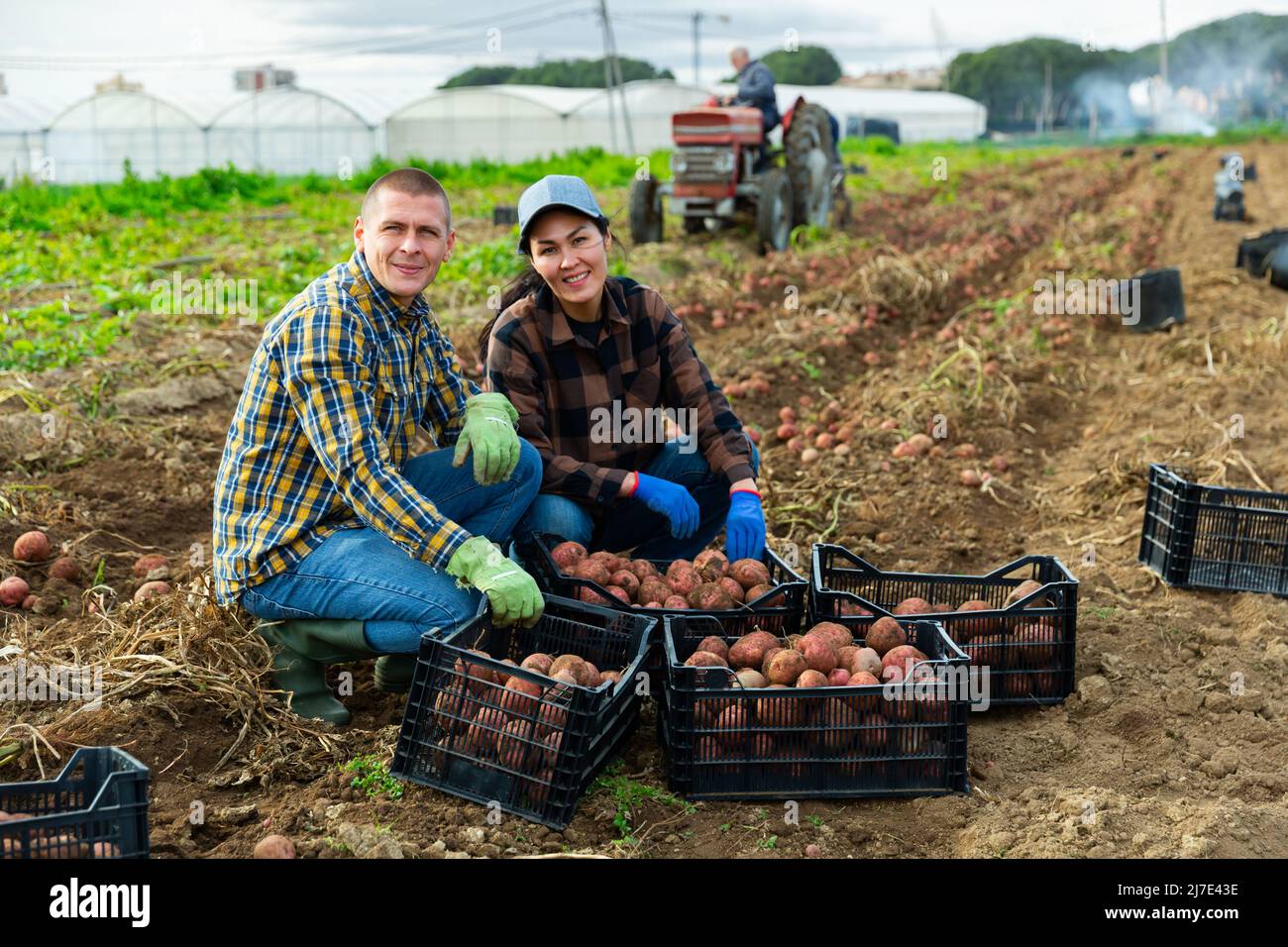 Man and woman with crop of potatoes on plantation Stock Photo - Alamy