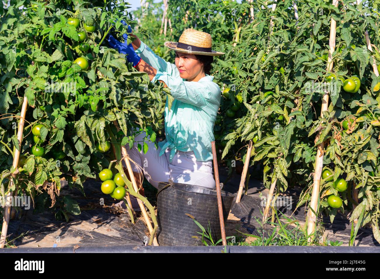 Woman picking green tomatoes Stock Photo - Alamy