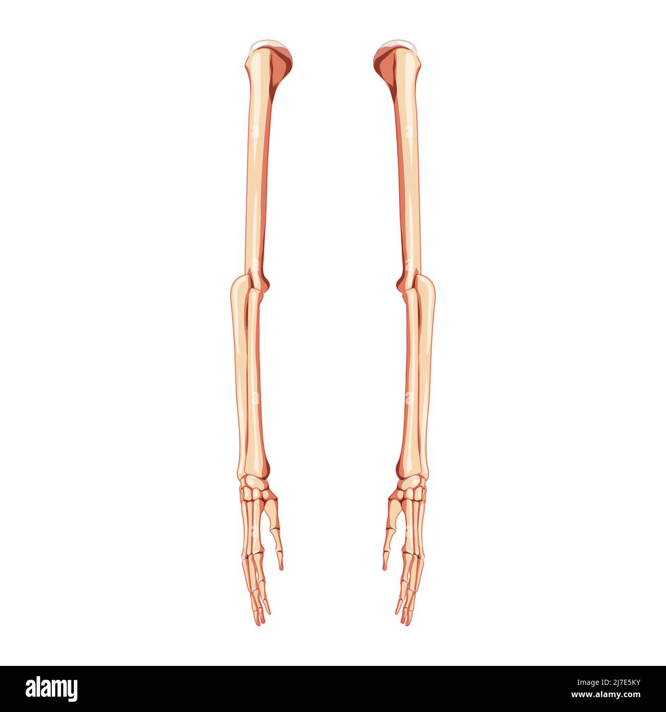 Skeleton Arm Anatomy