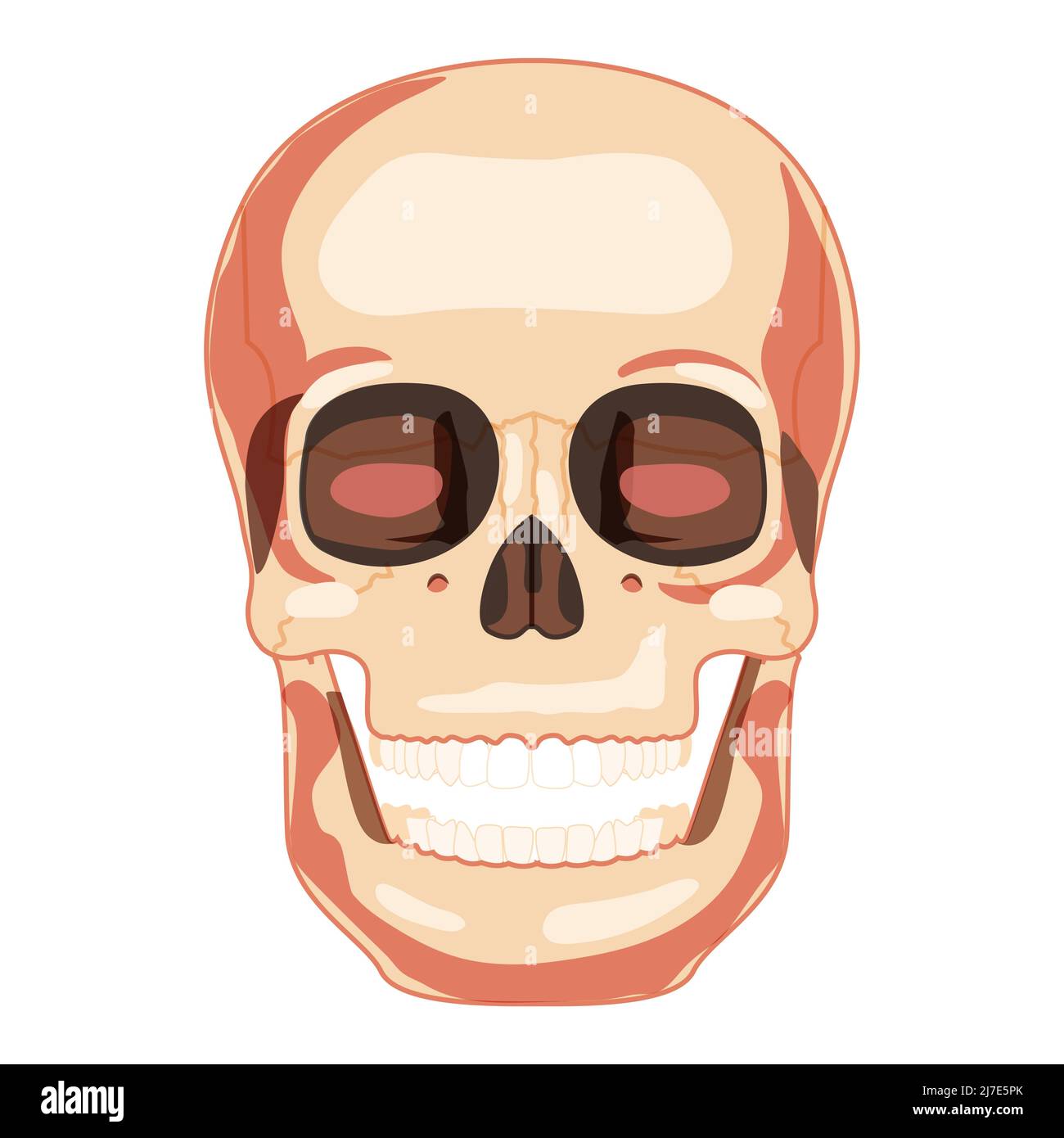 Skull Smiley Skeleton Human head front view. Human face model with open mouth. Set of chump realistic flat natural color concept. Vector illustration of anatomy isolated on white background Stock Vector