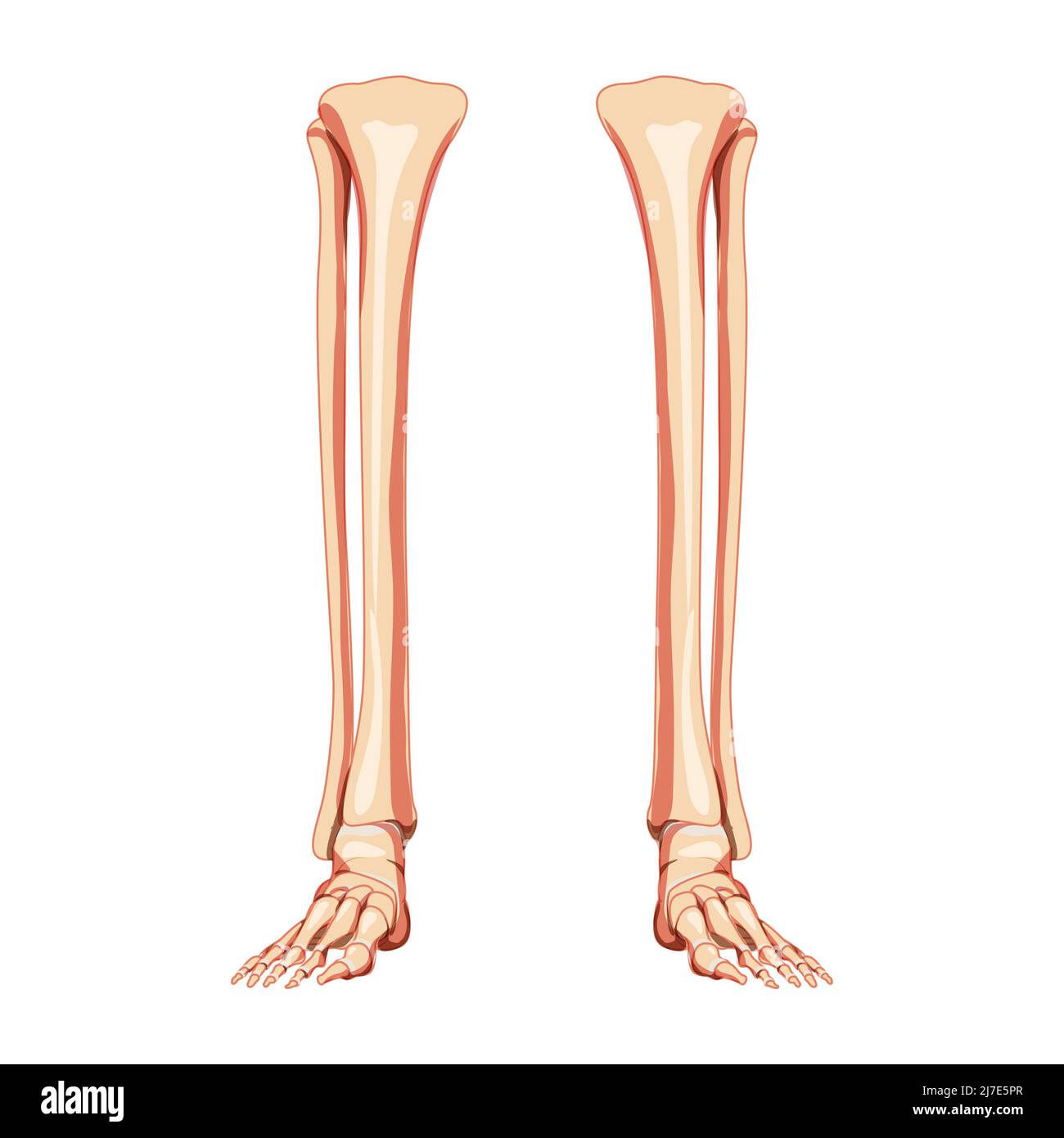 Leg tibia, fibula, Foot, ankle Skeleton Human front Anterior ventral view. Set of Anatomically correct 3D realistic flat natural color concept Vector illustration isolated on white background Stock Vector