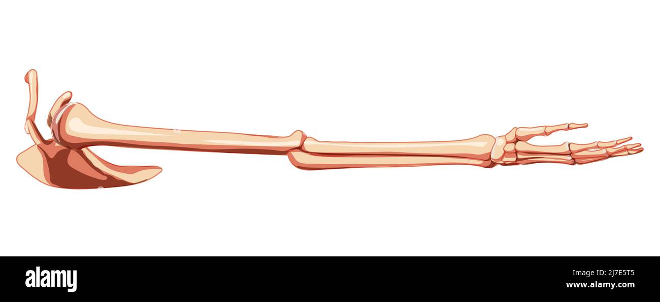 Upper limb Arm with Shoulder girdle Skeleton Human side lateral view