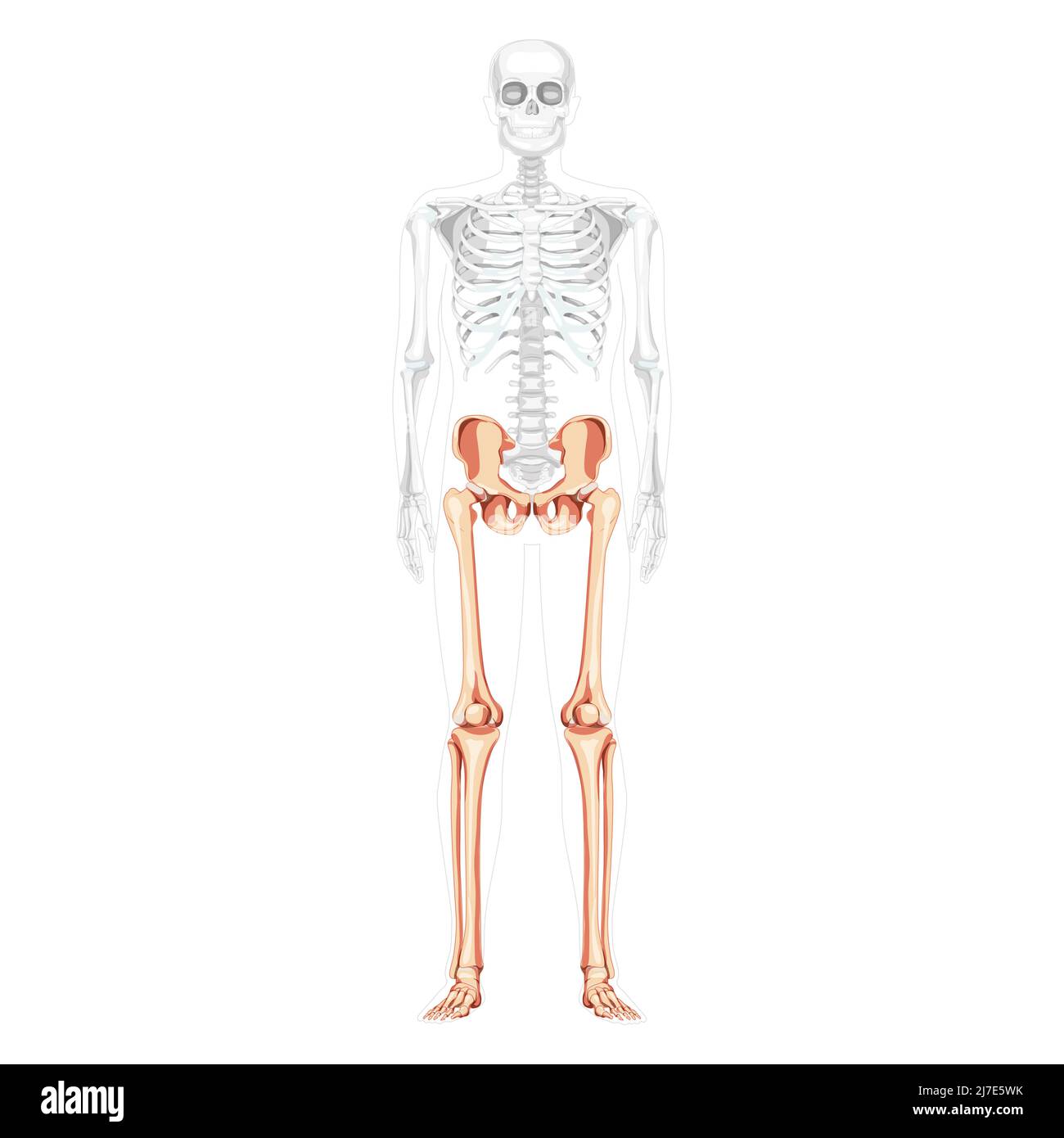 Lower limbs Human Pelvis with legs, Thighs Feet, ankles Skeleton front Anterior ventral view with partly transparent body. Anatomically correct 3D realistic flat natural color Vector illustration Stock Vector