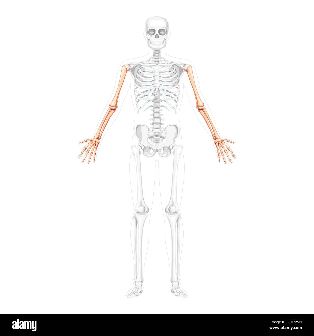 Skeleton Arms Human front Anterior ventral view with partly transparent bones position. Hands, forearms realistic flat natural color concept Vector illustration of anatomy isolated on white background Stock Vector