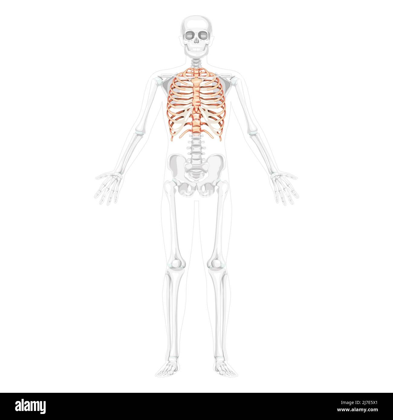 Rib cage Skeleton Human front Anterior ventral view open hands with partly transparent position. Set of realistic flat natural color concept Vector illustration of anatomy isolated on white background Stock Vector