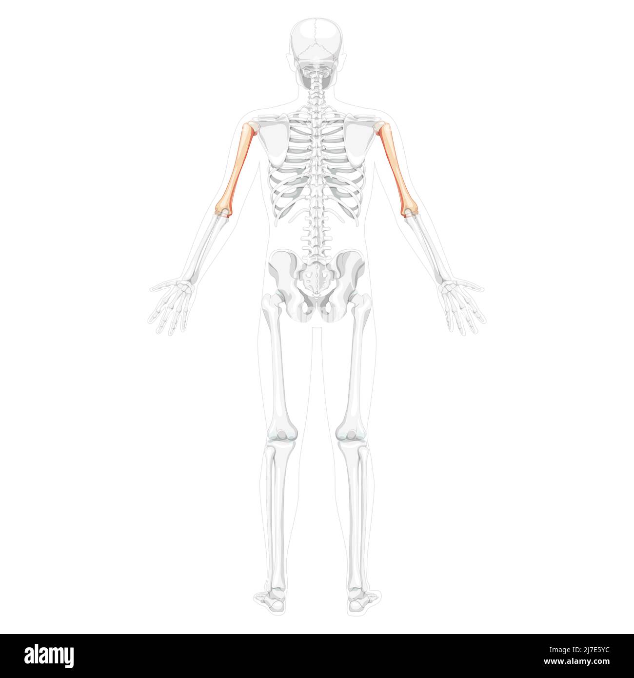 Skeleton Humerus arm Human back view with two arm poses with partly