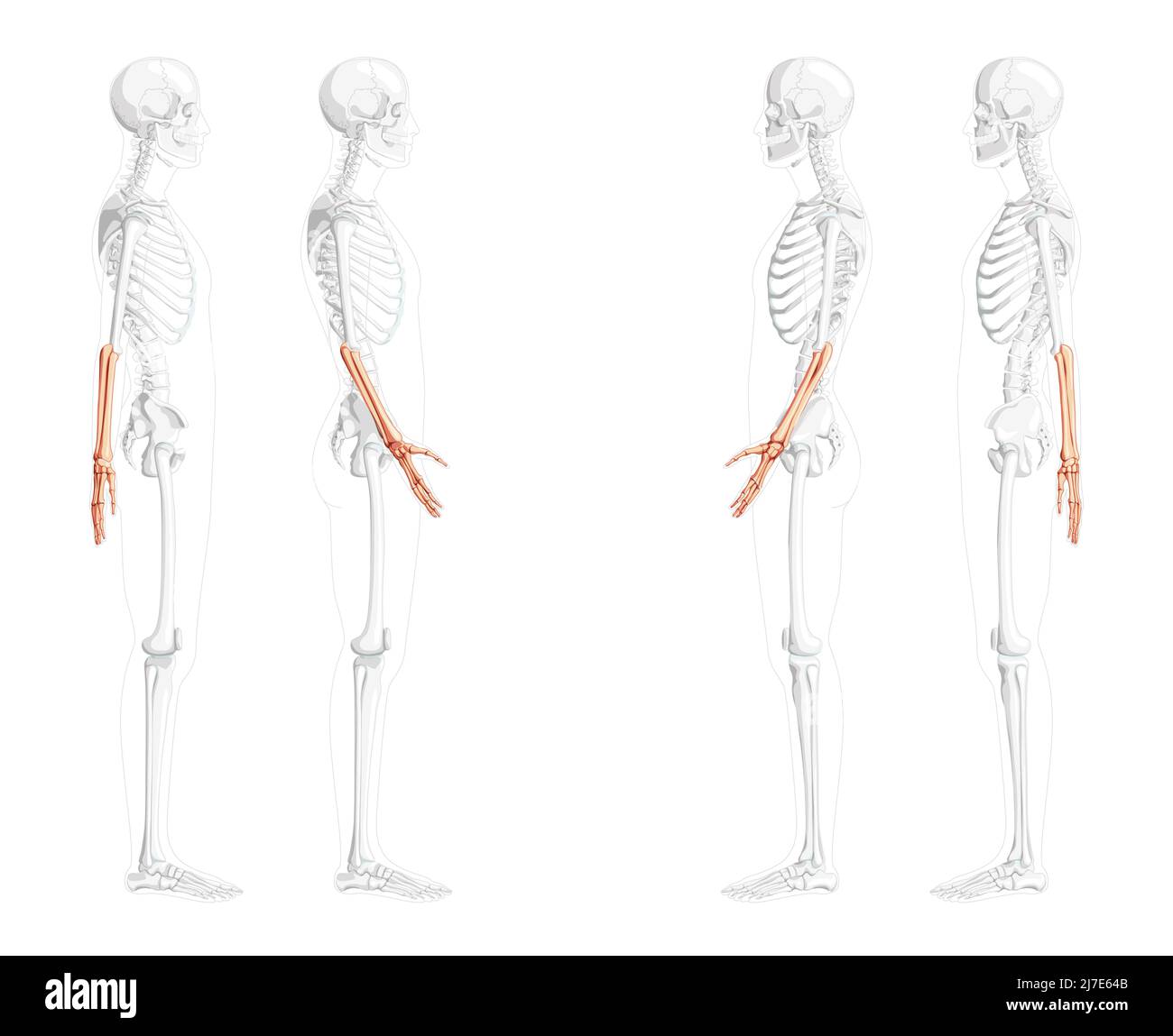 Skeleton Forearms Human ulna, hand side lateral view with partly transparent bones position. Set of realistic flat natural color concept Vector illustration of anatomy isolated on white background Stock Vector